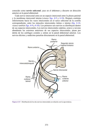 conocido como nervio subcostal, yace en el abdomen y discurre en dirección
anterior en la pared abdominal.
Cada nervio intercostal entra en un espacio intercostal entre la pleura parietal
y la membrana intercostal interna (véanse figs. 4-9 y 4-10). Después continúa
inferiormente hacia los vasos intercostales en el surco subcostal de la costilla
correspondiente, entre los músculos intercostales íntimo e interno (fig. 4-14;
véanse también figs. 4-9 y 4-10). Los primeros seis nervios se distribuyen dentro
de sus espacios intercostales. Los nervios intercostales séptimo, octavo y noveno
abandonan los extremos anteriores de sus espacios intercostales, pasan por
detrás de los cartílagos costales y entran en la pared abdominal anterior. Los
nervios décimo y undécimo penetran directamente en la pared abdominal.
Figura 4-13 Distribución de los dos nervios intercostales en relación con la caja torácica.
373
 