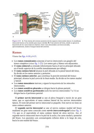 Figura 4-14 A. Vista interna del extremo posterior de dos espacios intercostales típicos; la membrana
intercostal interna se ha omitido para mayor claridad. B. Vista anterior del tórax, donde se aprecia la
trayectoria de los vasos torácicos internos. Estos vasos descienden a un través de dedo,
aproximadamente, desde el margen lateral del esternón.
Ramos
Véanse las figs. 4-10 y 4-13.
Los ramos comunicantes conectan el nervio intercostal a un ganglio del
tronco simpático (véase fig. 1-22). Los ramos gris y blanco son adyacentes.
El ramo colateral se extiende inferiormente hacia el nervio principal ubicado
en el borde superior de la costilla inmediatamente por debajo.
El ramo cutáneo lateral alcanza la piel ubicada en la pared lateral del tórax.
Se divide en los ramos anterior y posterior.
El ramo cutáneo anterior, que constituye la porción terminal del tronco
principal, alcanza la piel cerca de la línea media. Se divide en los ramos medial
y lateral.
Los ramos musculares inervan y siguen la trayectoria de los músculos
intercostales.
Los ramos sensitivos pleurales se dirigen hacia la pleura parietal.
Los ramos sensitivos peritoneales (solo los nervios intercostales 7 a 11) se
dirigen hacia el peritoneo parietal.
El primer nervio intercostal se une al plexo braquial a través de un gran
ramo, que es equivalente al ramo cutáneo lateral de los nervios intercostales
típicos. El resto del primer nervio intercostal es pequeño. Este nervio no tiene un
ramo cutáneo anterior.
El segundo nervio intercostal se une al nervio cutáneo medial del brazo
mediante un gran ramo conocido como nervio intercostobraquial (véase fig. 3-
11), que es el equivalente al ramo cutáneo lateral de otros nervios. Así, el
segundo nervio intercostal inerva la piel de la axila y las caras medial y posterior
del brazo. Los pacientes con coronariopatía refieren dolor a lo largo de este,
hacia la cara medial del brazo.
374
 