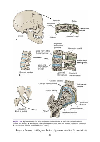 Figura 1-10 Ejemplos de los tres principales tipos de articulación A. Articulación fibrosa (sutura
coronal del cráneo). B. Articulación cartilaginosa (articulación entre dos cuerpos vertebrales lumbares).
C. Articulación sinovial (articulación de la cadera).
Diversos factores contribuyen a limitar el grado de amplitud de movimiento
38
 