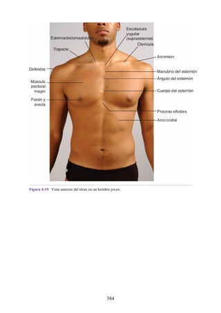 Figura 4-19 Vista anterior del tórax en un hombre joven.
384
 