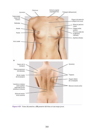 Figura 4-20 Vistas (A) anterior y (B) posterior del tórax en una mujer joven.
385
 
