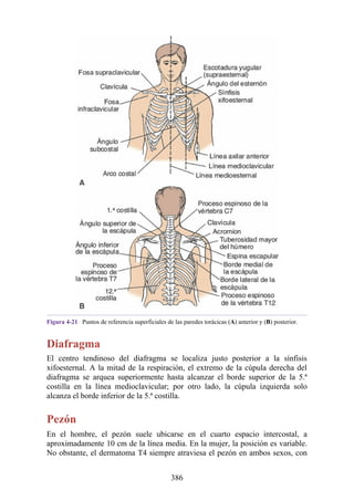 Figura 4-21 Puntos de referencia superficiales de las paredes torácicas (A) anterior y (B) posterior.
Diafragma
El centro tendinoso del diafragma se localiza justo posterior a la sínfisis
xifoesternal. A la mitad de la respiración, el extremo de la cúpula derecha del
diafragma se arquea superiormente hasta alcanzar el borde superior de la 5.ª
costilla en la línea medioclavicular; por otro lado, la cúpula izquierda solo
alcanza el borde inferior de la 5.ª costilla.
Pezón
En el hombre, el pezón suele ubicarse en el cuarto espacio intercostal, a
aproximadamente 10 cm de la línea media. En la mujer, la posición es variable.
No obstante, el dermatoma T4 siempre atraviesa el pezón en ambos sexos, con
386
 