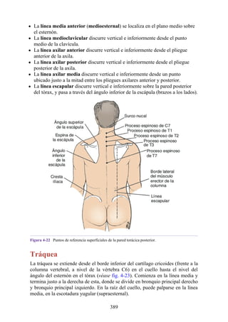 La línea media anterior (medioesternal) se localiza en el plano medio sobre
el esternón.
La línea medioclavicular discurre vertical e inferiormente desde el punto
medio de la clavícula.
La línea axilar anterior discurre vertical e inferiormente desde el pliegue
anterior de la axila.
La línea axilar posterior discurre vertical e inferiormente desde el pliegue
posterior de la axila.
La línea axilar media discurre vertical e inferiormente desde un punto
ubicado justo a la mitad entre los pliegues axilares anterior y posterior.
La línea escapular discurre vertical e inferiormente sobre la pared posterior
del tórax, y pasa a través del ángulo inferior de la escápula (brazos a los lados).
Figura 4-22 Puntos de referencia superficiales de la pared torácica posterior.
Tráquea
La tráquea se extiende desde el borde inferior del cartílago cricoides (frente a la
columna vertebral, a nivel de la vértebra C6) en el cuello hasta el nivel del
ángulo del esternón en el tórax (véase fig. 4-23). Comienza en la línea media y
termina justo a la derecha de esta, donde se divide en bronquio principal derecho
y bronquio principal izquierdo. En la raíz del cuello, puede palparse en la línea
media, en la escotadura yugular (supraesternal).
389
 