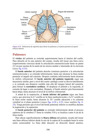 Figura 4-23 Referencias de superficie para ubicar los pulmones y la pleura parietal en la pared
torácica anterior.
Pulmones
El vértice del pulmón se extiende superiormente hacia el interior del cuello.
Para ubicarlo en la cara anterior del cuerpo, resulta útil trazar una línea curva
(superiormente convexa) desde la articulación esternoclavicular hasta un punto
2,5 cm por encima de la unión de los tercios medial e intermedio de la clavícula
(véase fig. 4-23).
El borde anterior del pulmón derecho comienza posterior a la articulación
esternoclavicular y se extiende inferiormente, hasta casi alcanzar la línea media
posterior al ángulo del esternón. Después continúa inferiormente hasta alcanzar
la sínfisis xifoesternal. El borde anterior del pulmón izquierdo sigue una
trayectoria similar, pero a nivel del cuarto cartílago costal se desvía lateralmente
y se extiende una distancia variable más allá del margen lateral del esternón,
para formar la escotadura cardíaca. Al desplazar el pulmón a la izquierda, el
corazón da lugar a esta escotadura. Después, el borde anterior gira bruscamente
hacia abajo, hasta alcanzar el nivel de la sínfisis xifoesternal.
A mitad de la inspiración, el borde inferior del pulmón sigue una línea
curva, que atraviesa la 6.ª costilla en la línea medioclavicular y la 8.ª costilla en
la línea axilar media, hasta alcanzar la 10.ª costilla adyacente a la columna
vertebral en el plano posterior (véanse figs. 4-24 y 4-25; véase también fig. 4-
23). Tenga presente que el nivel del borde pulmonar inferior se modifica durante
la inspiración y la espiración.
El borde posterior del pulmón se extiende inferiormente desde el proceso
espinoso de la vértebra C7 hasta la vértebra T10 y se localiza a unos 4 cm de la
línea media.
Para ubicar superficialmente la fisura oblicua del pulmón, resulta útil trazar
una línea oblicua inferior desde la raíz de la espina de la escápula hasta la sexta
unión costocondral. La línea debe discurrir en dirección lateral anterior,
390
 