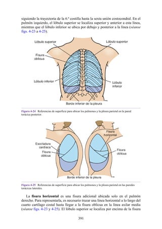 siguiendo la trayectoria de la 6.ª costilla hasta la sexta unión costocondral. En el
pulmón izquierdo, el lóbulo superior se localiza superior y anterior a esta línea,
mientras que el lóbulo inferior se ubica por debajo y posterior a la línea (véanse
figs. 4-23 a 4-25).
Figura 4-24 Referencias de superficie para ubicar los pulmones y la pleura parietal en la pared
torácica posterior.
Figura 4-25 Referencias de superficie para ubicar los pulmones y la pleura parietal en las paredes
torácicas laterales.
La fisura horizontal es una fisura adicional ubicada solo en el pulmón
derecho. Para representarla, es necesario trazar una línea horizontal a lo largo del
cuarto cartílago costal hasta llegar a la fisura oblicua en la línea axilar media
(véanse figs. 4-23 y 4-25). El lóbulo superior se localiza por encima de la fisura
391
 