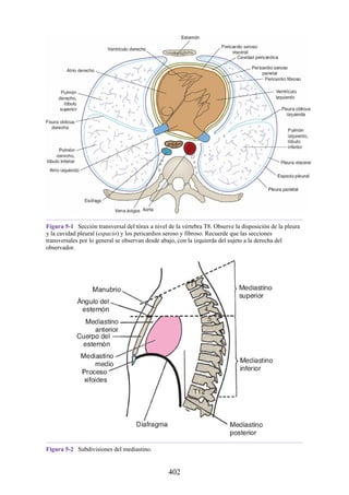 Figura 5-1 Sección transversal del tórax a nivel de la vértebra T8. Observe la disposición de la pleura
y la cavidad pleural (espacio) y los pericardios seroso y fibroso. Recuerde que las secciones
transversales por lo general se observan desde abajo, con la izquierda del sujeto a la derecha del
observador.
Figura 5-2 Subdivisiones del mediastino.
402
 