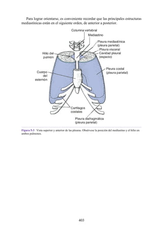 Para lograr orientarse, es conveniente recordar que las principales estructuras
mediastínicas están en el siguiente orden, de anterior a posterior.
Figura 5-3 Vista superior y anterior de las pleuras. Obsérvese la posición del mediastino y el hilio en
ambos pulmones.
403
 