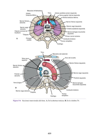 Figura 5-6 Secciones transversales del tórax. A. En la abertura torácica. B. En la vértebra T4.
409
 
