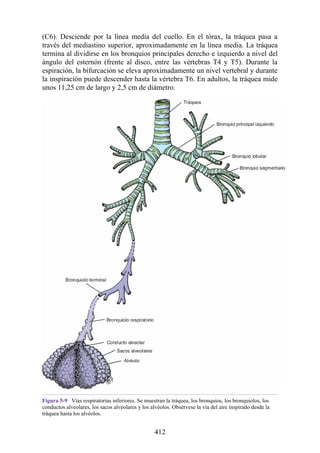 (C6). Desciende por la línea media del cuello. En el tórax, la tráquea pasa a
través del mediastino superior, aproximadamente en la línea media. La tráquea
termina al dividirse en los bronquios principales derecho e izquierdo a nivel del
ángulo del esternón (frente al disco, entre las vértebras T4 y T5). Durante la
espiración, la bifurcación se eleva aproximadamente un nivel vertebral y durante
la inspiración puede descender hasta la vértebra T6. En adultos, la tráquea mide
unos 11,25 cm de largo y 2,5 cm de diámetro.
Figura 5-9 Vías respiratorias inferiores. Se muestran la tráquea, los bronquios, los bronquiolos, los
conductos alveolares, los sacos alveolares y los alvéolos. Obsérvese la vía del aire inspirado desde la
tráquea hasta los alvéolos.
412
 