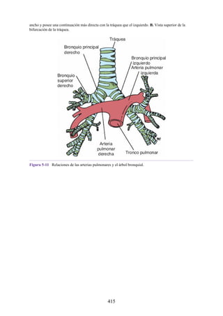 ancho y posee una continuación más directa con la tráquea que el izquierdo. B. Vista superior de la
bifurcación de la tráquea.
Figura 5-11 Relaciones de las arterias pulmonares y el árbol bronquial.
415
 