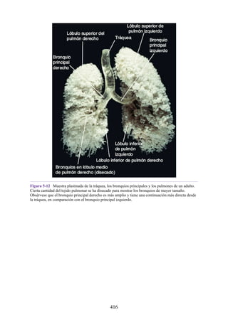 Figura 5-12 Muestra plastinada de la tráquea, los bronquios principales y los pulmones de un adulto.
Cierta cantidad del tejido pulmonar se ha disecado para mostrar los bronquios de mayor tamaño.
Obsérvese que el bronquio principal derecho es más amplio y tiene una continuación más directa desde
la tráquea, en comparación con el bronquio principal izquierdo.
416
 