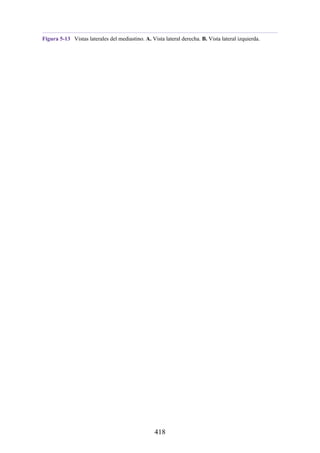 Figura 5-13 Vistas laterales del mediastino. A. Vista lateral derecha. B. Vista lateral izquierda.
418
 