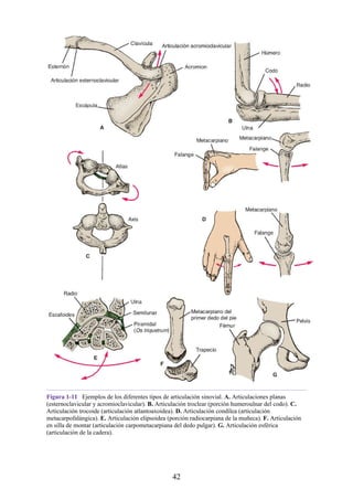 Figura 1-11 Ejemplos de los diferentes tipos de articulación sinovial. A. Articulaciones planas
(esternoclavicular y acromioclavicular). B. Articulación troclear (porción humeroulnar del codo). C.
Articulación trocoide (articulación atlantoaxoidea). D. Articulación condílea (articulación
metacarpofalángica). E. Articulación elipsoidea (porción radiocarpiana de la muñeca). F. Articulación
en silla de montar (articulación carpometacarpiana del dedo pulgar). G. Articulación esférica
(articulación de la cadera).
42
 