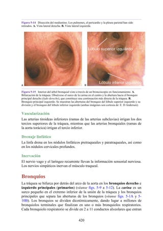 Figura 5-14 Disección del mediastino. Los pulmones, el pericardio y la pleura parietal han sido
retirados. A. Vista lateral derecha. B. Vista lateral izquierda.
Figura 5-15 Interior del árbol bronquial visto a través de un broncoscopio en funcionamiento. A.
Bifurcación de la tráquea. Obsérvese el surco de la carina en el centro y la abertura hacia el bronquio
principal derecho (lado derecho), que constituye una continuación más directa de la tráquea. B.
Bronquio principal izquierdo. Se muestran las aberturas del bronquio del lóbulo superior izquierdo y su
división y el bronquio del lóbulo inferior izquierdo (ambas imágenes son cortesía de: E. D Andersen).
Vascularización
Las arterias tiroideas inferiores (ramas de las arterias subclavias) irrigan los dos
tercios superiores de la tráquea, mientras que las arterias bronquiales (ramas de
la aorta torácica) irrigan el tercio inferior.
Drenaje linfático
La linfa drena en los nódulos linfáticos pretraqueales y paratraqueales, así como
en los nódulos cervicales profundos.
Inervación
El nervio vago y el laríngeo recurrente llevan la información sensorial nerviosa.
Los nervios simpáticos inervan el músculo traqueal.
Bronquios
La tráquea se bifurca por detrás del arco de la aorta en los bronquios derecho e
izquierdo principales (primarios) (véanse figs. 5-9 a 5-12). La carina es un
surco pequeño en el extremo inferior de la unión de la tráquea y los bronquios
principales que separa las aberturas de los bronquios (véanse figs. 5-1A y 5-
10B). Los bronquios se dividen dicotómicamente, dando lugar a millones de
bronquiolos terminales que finalizan en uno o más bronquiolos respiratorios.
Cada bronquiolo respiratorio se divide en 2 a 11 conductos alveolares que entran
420
 