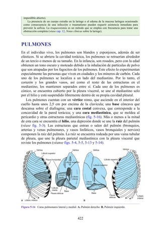 imperdible abierto).
La presencia de un cuerpo extraño en la laringe o el edema de la mucosa laríngea ocasionado
como consecuencia de una infección o traumatismo pueden requerir asistencia inmediata para
prevenir la asfixia. La traqueostomía es un método que se emplea con frecuencia para tratar una
obstrucción completa (véase cap. 12, Notas clínicas sobre la laringe).
PULMONES
En el individuo vivo, los pulmones son blandos y esponjosos, además de ser
elásticos. Si se abriera la cavidad torácica, los pulmones se retraerían alrededor
de un tercio o menos de su tamaño. En la infancia, son rosados, pero con la edad
obtienen un tono oscuro y moteado debido a la inhalación de partículas de polvo
que son atrapadas por los fagocitos de los pulmones. Este efecto lo experimentan
especialmente las personas que viven en ciudades y los mineros de carbón. Cada
uno de los pulmones se localiza a un lado del mediastino. Por lo tanto, el
corazón y los grandes vasos, así como el resto de las estructuras en el
mediastino, los mantienen separados entre sí. Cada uno de los pulmones es
cónico, se encuentra cubierto por la pleura visceral, se une al mediastino solo
por el hilio y está suspendido libremente dentro de su propia cavidad pleural.
Los pulmones cuentan con un vértice romo, que asciende en el interior del
cuello hasta unos 2,5 cm por encima de la clavícula; una base cóncava que
descansa sobre el diafragma; una cara costal convexa, que corresponde a la
concavidad de la pared torácica; y una cara mediastínica, que se moldea al
pericardio y otras estructuras mediastínicas (fig. 5-16). Más o menos a la mitad
de esta cara se encuentra el hilio, una depresión donde se une la raíz del pulmón
(véase fig. 5-3). Las estructuras que entran o salen del pulmón (bronquios,
arterias y venas pulmonares, y vasos linfáticos, vasos bronquiales y nervios)
componen la raíz del pulmón. La raíz se encuentra rodeada por una vaina tubular
de pleura, que une la pleura parietal mediastínica con la pleura visceral que
reviste los pulmones (véanse figs. 5-4, 5-5, 5-13 y 5-14).
Figura 5-16 Caras pulmonares lateral y medial. A. Pulmón derecho. B. Pulmón izquierdo.
422
 
