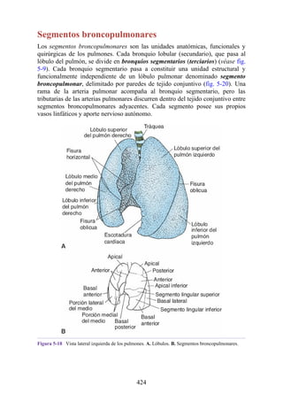 Segmentos broncopulmonares
Los segmentos broncopulmonares son las unidades anatómicas, funcionales y
quirúrgicas de los pulmones. Cada bronquio lobular (secundario), que pasa al
lóbulo del pulmón, se divide en bronquios segmentarios (terciarios) (véase fig.
5-9). Cada bronquio segmentario pasa a constituir una unidad estructural y
funcionalmente independiente de un lóbulo pulmonar denominado segmento
broncopulmonar, delimitado por paredes de tejido conjuntivo (fig. 5-20). Una
rama de la arteria pulmonar acompaña al bronquio segmentario, pero las
tributarias de las arterias pulmonares discurren dentro del tejido conjuntivo entre
segmentos broncopulmonares adyacentes. Cada segmento posee sus propios
vasos linfáticos y aporte nervioso autónomo.
Figura 5-18 Vista lateral izquierda de los pulmones. A. Lóbulos. B. Segmentos broncopulmonares.
424
 