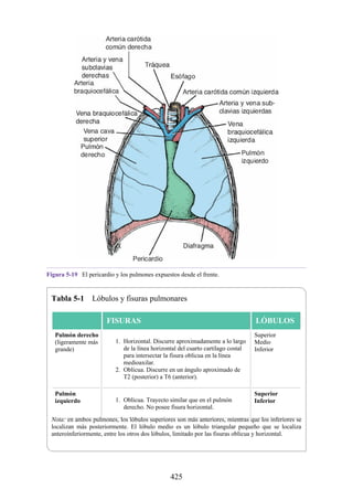 Figura 5-19 El pericardio y los pulmones expuestos desde el frente.
Tabla 5-1 Lóbulos y fisuras pulmonares
FISURAS LÓBULOS
Pulmón derecho
(ligeramente más
grande)
1. Horizontal. Discurre aproximadamente a lo largo
de la línea horizontal del cuarto cartílago costal
para intersectar la fisura oblicua en la línea
medioaxilar.
2. Oblicua. Discurre en un ángulo aproximado de
T2 (posterior) a T6 (anterior).
Superior
Medio
Inferior
Pulmón
izquierdo 1. Oblicua. Trayecto similar que en el pulmón
derecho. No posee fisura horizontal.
Superior
Inferior
Nota: en ambos pulmones, los lóbulos superiores son más anteriores, mientras que los inferiores se
localizan más posteriormente. El lóbulo medio es un lóbulo triangular pequeño que se localiza
anteroinferiormente, entre los otros dos lóbulos, limitado por las fisuras oblicua y horizontal.
425
 