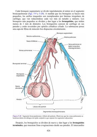Cada bronquio segmentario se divide repetidamente al entrar en el segmento
broncopulmonar (figs. 5-9 y 5-20). A medida que los bronquios se hacen más
pequeños, los anillos traqueales son reemplazados por láminas irregulares de
cartílago, que van reduciéndose cada vez más en tamaño y número. Los
bronquios más pequeños se dividen y dan lugar a los bronquiolos, que miden
menos de 1 mm de diámetro. Los bronquiolos carecen de cartílago en sus
paredes y están revestidos por epitelio cilíndrico ciliado. La submucosa posee
una capa de fibras de músculo liso dispuestas circularmente.
Figura 5-20 Segmento broncopulmonar y lóbulo del pulmón. Obsérvese que las venas pulmonares se
localizan dentro de tabiques de tejido conjuntivo que separan los segmentos adyacentes.
Después, los bronquiolos se dividen de nuevo y dan lugar a los bronquiolos
terminales, que muestran finas evaginaciones desde sus paredes. El intercambio
426
 