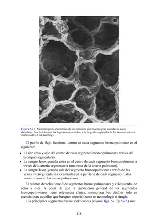 Figura 5-21 Microfotografía electrónica de los pulmones que muestra gran cantidad de sacos
alveolares. Los alvéolos son las depresiones, o nichos, a lo largo de las paredes de los sacos alveolares
(cortesía de: Dr. M. Koering).
El patrón de flujo funcional dentro de cada segmento broncopulmonar es el
siguiente:
El aire entra y sale del centro de cada segmento broncopulmonar a través del
bronquio segmentario.
La sangre desoxigenada entra en el centro de cada segmento broncopulmonar a
través de la arteria segmentaria (una rama de la arteria pulmonar).
La sangre desoxigenada sale del segmento broncopulmonar a través de las
venas intersegmentarias localizadas en la periferia de cada segmento. Estas
venas drenan en las venas pulmonares.
El pulmón derecho tiene diez segmentos broncopulmonares y el izquierdo, de
ocho a diez. A pesar de que la disposición general de los segmentos
broncopulmonares tiene relevancia clínica, memorizar los detalles solo es
esencial para aquellos que busquen especializarse en neumología o cirugía.
Los principales segmentos broncopulmonares (véanse figs. 5-17 y 5-18) son:
428
 