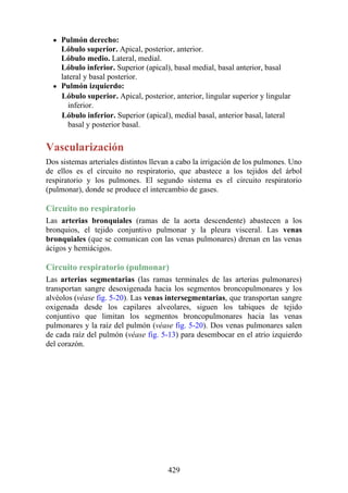 Pulmón derecho:
Lóbulo superior. Apical, posterior, anterior.
Lóbulo medio. Lateral, medial.
Lóbulo inferior. Superior (apical), basal medial, basal anterior, basal
lateral y basal posterior.
Pulmón izquierdo:
Lóbulo superior. Apical, posterior, anterior, lingular superior y lingular
inferior.
Lóbulo inferior. Superior (apical), medial basal, anterior basal, lateral
basal y posterior basal.
Vascularización
Dos sistemas arteriales distintos llevan a cabo la irrigación de los pulmones. Uno
de ellos es el circuito no respiratorio, que abastece a los tejidos del árbol
respiratorio y los pulmones. El segundo sistema es el circuito respiratorio
(pulmonar), donde se produce el intercambio de gases.
Circuito no respiratorio
Las arterias bronquiales (ramas de la aorta descendente) abastecen a los
bronquios, el tejido conjuntivo pulmonar y la pleura visceral. Las venas
bronquiales (que se comunican con las venas pulmonares) drenan en las venas
ácigos y hemiácigos.
Circuito respiratorio (pulmonar)
Las arterias segmentarias (las ramas terminales de las arterias pulmonares)
transportan sangre desoxigenada hacia los segmentos broncopulmonares y los
alvéolos (véase fig. 5-20). Las venas intersegmentarias, que transportan sangre
oxigenada desde los capilares alveolares, siguen los tabiques de tejido
conjuntivo que limitan los segmentos broncopulmonares hacia las venas
pulmonares y la raíz del pulmón (véase fig. 5-20). Dos venas pulmonares salen
de cada raíz del pulmón (véase fig. 5-13) para desembocar en el atrio izquierdo
del corazón.
429
 