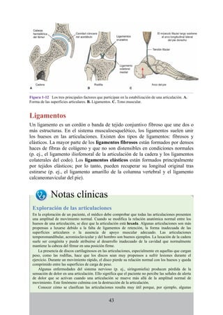 Figura 1-12 Los tres principales factores que participan en la estabilización de una articulación. A.
Forma de las superficies articulares. B. Ligamentos. C. Tono muscular.
Ligamentos
Un ligamento es un cordón o banda de tejido conjuntivo fibroso que une dos o
más estructuras. En el sistema musculoesquelético, los ligamentos suelen unir
los huesos en las articulaciones. Existen dos tipos de ligamentos: fibrosos y
elásticos. La mayor parte de los ligamentos fibrosos están formados por densos
haces de fibras de colágeno y que no son distensibles en condiciones normales
(p. ej., el ligamento iliofemoral de la articulación de la cadera y los ligamentos
colaterales del codo). Los ligamentos elásticos están formados principalmente
por tejidos elásticos; por lo tanto, pueden recuperar su longitud original tras
estirarse (p. ej., el ligamento amarillo de la columna vertebral y el ligamento
calcaneonavicular del pie).
Notas clínicas
Exploración de las articulaciones
En la exploración de un paciente, el médico debe comprobar que todas las articulaciones presenten
una amplitud de movimiento normal. Cuando se modifica la relación anatómica normal entre los
huesos de una articulación, se dice que la articulación está luxada. Algunas articulaciones son más
propensas a luxarse debido a la falta de ligamentos de retención, la forma inadecuada de las
superficies articulares o la ausencia de apoyo muscular adecuado. Las articulaciones
temporomandibular, acromioclavicular y del hombro son buenos ejemplos. La luxación de la cadera
suele ser congénita y puede atribuirse al desarrollo inadecuado de la cavidad que normalmente
mantiene la cabeza del fémur en una posición firme.
La presencia de discos cartilaginosos en las articulaciones, especialmente en aquellas que cargan
peso, como las rodillas, hace que los discos sean muy propensos a sufrir lesiones durante el
ejercicio. Durante un movimiento rápido, el disco pierde su relación normal con los huesos y queda
comprimido entre las superficies de carga de peso.
Algunas enfermedades del sistema nervioso (p. ej., siringomielia) producen pérdida de la
sensación de dolor en una articulación. Ello significa que el paciente no percibe las señales de alerta
de dolor que se activan cuando una articulación se mueve más allá de la amplitud normal de
movimiento. Este fenómeno culmina con la destrucción de la articulación.
Conocer cómo se clasifican las articulaciones resulta muy útil porque, por ejemplo, algunas
43
 