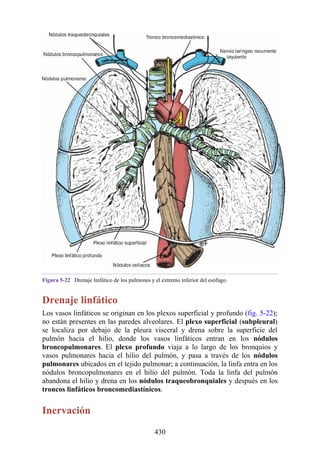Figura 5-22 Drenaje linfático de los pulmones y el extremo inferior del esófago.
Drenaje linfático
Los vasos linfáticos se originan en los plexos superficial y profundo (fig. 5-22);
no están presentes en las paredes alveolares. El plexo superficial (subpleural)
se localiza por debajo de la pleura visceral y drena sobre la superficie del
pulmón hacia el hilio, donde los vasos linfáticos entran en los nódulos
broncopulmonares. El plexo profundo viaja a lo largo de los bronquios y
vasos pulmonares hacia el hilio del pulmón, y pasa a través de los nódulos
pulmonares ubicados en el tejido pulmonar; a continuación, la linfa entra en los
nódulos broncopulmonares en el hilio del pulmón. Toda la linfa del pulmón
abandona el hilio y drena en los nódulos traqueobronquiales y después en los
troncos linfáticos broncomediastínicos.
Inervación
430
 