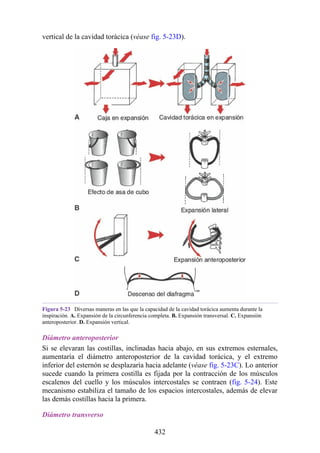 vertical de la cavidad torácica (véase fig. 5-23D).
Figura 5-23 Diversas maneras en las que la capacidad de la cavidad torácica aumenta durante la
inspiración. A. Expansión de la circunferencia completa. B. Expansión transversal. C. Expansión
anteroposterior. D. Expansión vertical.
Diámetro anteroposterior
Si se elevaran las costillas, inclinadas hacia abajo, en sus extremos esternales,
aumentaría el diámetro anteroposterior de la cavidad torácica, y el extremo
inferior del esternón se desplazaría hacia adelante (véase fig. 5-23C). Lo anterior
sucede cuando la primera costilla es fijada por la contracción de los músculos
escalenos del cuello y los músculos intercostales se contraen (fig. 5-24). Este
mecanismo estabiliza el tamaño de los espacios intercostales, además de elevar
las demás costillas hacia la primera.
Diámetro transverso
432
 