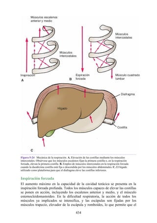 Figura 5-24 Mecánica de la respiración. A. Elevación de las costillas mediante los músculos
intercostales. Obsérvese que los músculos escalenos fijan la primera costilla o, en la respiración
forzada, elevan la primera costilla. B. Empleo de músculos intercostales en la respiración forzada
cuando la duodécima costilla está fija o descendida por los músculos abdominales. C. El hígado
utilizado como plataforma para que el diafragma eleve las costillas inferiores.
Inspiración forzada
El aumento máximo en la capacidad de la cavidad torácica se presenta en la
inspiración forzada profunda. Todos los músculos capaces de elevar las costillas
se ponen en acción, incluyendo los escalenos anterior y medio, y el músculo
esternocleidomastoideo. En la dificultad respiratoria, la acción de todos los
músculos ya implicados se intensifica, y las escápulas son fijadas por los
músculos trapecio, elevador de la escápula y romboides, lo que permite que el
434
 