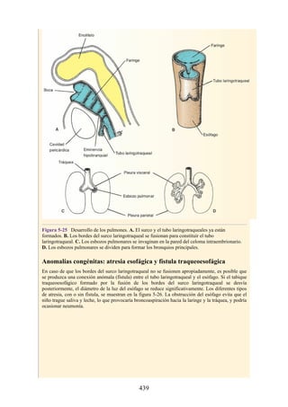Figura 5-25 Desarrollo de los pulmones. A. El surco y el tubo laringotraqueales ya están
formados. B. Los bordes del surco laringotraqueal se fusionan para constituir el tubo
laringotraqueal. C. Los esbozos pulmonares se invaginan en la pared del celoma intraembrionario.
D. Los esbozos pulmonares se dividen para formar los bronquios principales.
Anomalías congénitas: atresia esofágica y fístula traqueoesofágica
En caso de que los bordes del surco laringotraqueal no se fusionen apropiadamente, es posible que
se produzca una conexión anómala (fístula) entre el tubo laringotraqueal y el esófago. Si el tabique
traqueoesofágico formado por la fusión de los bordes del surco laringotraqueal se desvía
posteriormente, el diámetro de la luz del esófago se reduce significativamente. Los diferentes tipos
de atresia, con o sin fístula, se muestran en la figura 5-26. La obstrucción del esófago evita que el
niño trague saliva y leche, lo que provocaría broncoaspiración hacia la laringe y la tráquea, y podría
ocasionar neumonía.
439
 