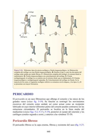 Figura 5-26 Diferentes tipos de atresia esofágica y fístula traqueoesofágica. A. Obstrucción
completa del esófago con una fístula traqueoesofágica. B. Similar al tipo A, pero las dos partes del
esófago están unidas por tejido fibroso. C. Obstrucción completa del esófago; el extremo distal es
rudimentario. D. Fístula traqueoesofágica con estrechamiento del esófago. E. Fístula
esofagotraqueal; el esófago no se conecta con el extremo distal, que es rudimentario. F. Fístulas
traqueoesofágica y esofagotraqueal separadas. G. Estrechamiento del esófago sin fístula. En la
mayoría de los casos, el segmento esofágico inferior se comunica con la tráquea, y los tipos A y B
se presentan con mayor frecuencia.
PERICARDIO
El pericardio es un saco fibroseroso que alberga el corazón y las raíces de los
grandes vasos (véase fig. 5-19). Su función es restringir los movimientos
excesivos del corazón como unidad, así como actuar como un recipiente
lubricado en cuyo interior diferentes partes del corazón pueden contraerse sin las
estructuras circundantes. El pericardio se localiza en la línea media del
mediastino (véanse figs. 5-2, 5-13 y 5-19), posterior al cuerpo del esternón y los
cartílagos costales segundo a sexto, y anterior a las vértebras T5-T8.
Pericardio fibroso
El pericardio fibroso es la capa externa, fibrosa y resistente del saco (fig. 5-27;
440
 