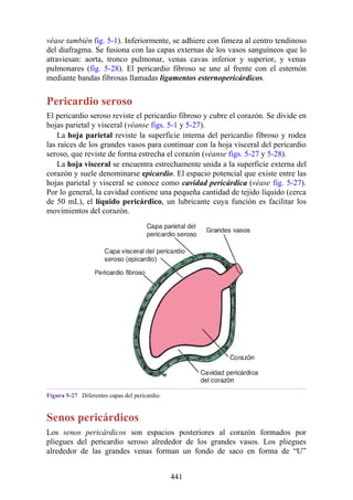 véase también fig. 5-1). Inferiormente, se adhiere con fimeza al centro tendinoso
del diafragma. Se fusiona con las capas externas de los vasos sanguíneos que lo
atraviesan: aorta, tronco pulmonar, venas cavas inferior y superior, y venas
pulmonares (fig. 5-28). El pericardio fibroso se une al frente con el esternón
mediante bandas fibrosas llamadas ligamentos esternopericárdicos.
Pericardio seroso
El pericardio seroso reviste el pericardio fibroso y cubre el corazón. Se divide en
hojas parietal y visceral (véanse figs. 5-1 y 5-27).
La hoja parietal reviste la superficie interna del pericardio fibroso y rodea
las raíces de los grandes vasos para continuar con la hoja visceral del pericardio
seroso, que reviste de forma estrecha el corazón (véanse figs. 5-27 y 5-28).
La hoja visceral se encuentra estrechamente unida a la superficie externa del
corazón y suele denominarse epicardio. El espacio potencial que existe entre las
hojas parietal y visceral se conoce como cavidad pericárdica (véase fig. 5-27).
Por lo general, la cavidad contiene una pequeña cantidad de tejido líquido (cerca
de 50 mL), el líquido pericárdico, un lubricante cuya función es facilitar los
movimientos del corazón.
Figura 5-27 Diferentes capas del pericardio.
Senos pericárdicos
Los senos pericárdicos son espacios posteriores al corazón formados por
pliegues del pericardio seroso alrededor de los grandes vasos. Los pliegues
alrededor de las grandes venas forman un fondo de saco en forma de “U”
441
 