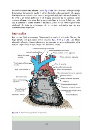invertida llamado seno oblicuo (véase fig. 5-28). Este discurre a lo largo del eje
longitudinal del corazón, desde el vértice hasta la aorta ascendente. El espacio
horizontal relativamente corto entre el pliegue del pericardio seroso alrededor de
la aorta y el tronco pulmonar y el pliegue alrededor de las grandes venas
compone el seno transverso. Los senos pericárdicos se derivan de la forma en la
que el corazón se dobla durante el desarrollo (véase Notas embriológicas más
adelante). Se trata de extensiones de la cavidad pericárdica que no son
compartimentos separados.
Inervación
Los nervios frénicos conducen fibras sensitivas desde el pericardio fibroso y la
hoja parietal del pericardio seroso (véanse figs. 5-13 y 5-28). Las fibras
viscerales aferentes discurren junto con los ramos de los troncos simpáticos y los
nervios vagos desde la hoja visceral del pericardio seroso.
Figura 5-28 Grandes vasos e interior del pericardio.
442
 