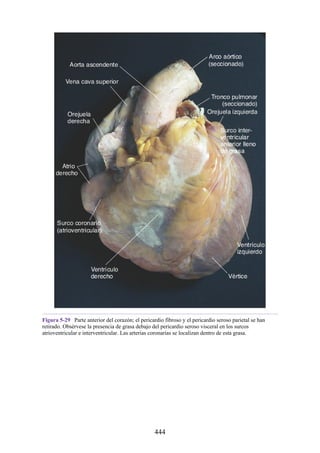 Figura 5-29 Parte anterior del corazón; el pericardio fibroso y el pericardio seroso parietal se han
retirado. Obsérvese la presencia de grasa debajo del pericardio seroso visceral en los surcos
atrioventricular e interventricular. Las arterias coronarias se localizan dentro de esta grasa.
444
 