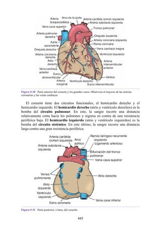 Figura 5-30 Parte anterior del corazón y los grandes vasos. Obsérvese el trayecto de las arterias
coronarias y las venas cardíacas.
El corazón tiene dos circuitos funcionales, el hemicardio derecho y el
hemicardio izquierdo. El hemicardio derecho (atrio y ventrículo derechos) es la
bomba del circuito pulmonar. En este, la sangre recorre una distancia
relativamente corta hacia los pulmones y regresa en contra de una resistencia
periférica baja. El hemicardio izquierdo (atrio y ventrículo izquierdos) es la
bomba del circuito sistémico. En este último, la sangre recorre una distancia
larga contra una gran resistencia periférica.
Figura 5-31 Parte posterior, o base, del corazón.
445
 