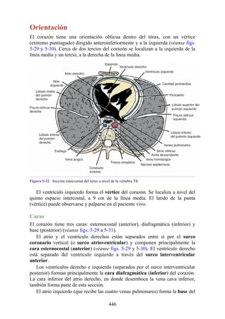 Orientación
El corazón tiene una orientación oblicua dentro del tórax, con un vértice
(extremo puntiagudo) dirigido anteroinferiormente y a la izquierda (véanse figs.
5-29 y 5-30). Cerca de dos tercios del corazón se localizan a la izquierda de la
línea media y un tercio, a la derecha de la línea media.
Figura 5-32 Sección transversal del tórax a nivel de la vértebra T8.
El ventrículo izquierdo forma el vértice del corazón. Se localiza a nivel del
quinto espacio intercostal, a 9 cm de la línea media. El latido de la punta
(vértice) puede observarse y palparse en el paciente vivo.
Caras
El corazón tiene tres caras: esternocostal (anterior), diafragmática (inferior) y
base (posterior) (véanse figs. 5-29 a 5-31).
El atrio y el ventrículo derechos están separados entre sí por el surco
coronario vertical (o surco atrioventricular) y componen principalmente la
cara esternocostal (anterior) (véanse figs. 5-29 y 5-30). El ventrículo derecho
está separado del ventrículo izquierdo a través del surco interventricular
anterior.
Los ventrículos derecho e izquierdo (separados por el surco interventricular
posterior) forman principalmente la cara diafragmática (inferior) del corazón.
La cara inferior del atrio derecho, en donde desemboca la vena cava inferior,
también forma parte de esta sección.
El atrio izquierdo (que recibe las cuatro venas pulmonares) forma la base del
446
 