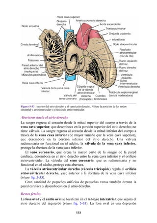 Figura 5-33 Interior del atrio derecho y el ventrículo derecho. Nótese la posición de los nodos
sinoatrial y atrioventricular y el fascículo atrioventricular.
Aberturas hacia el atrio derecho
La sangre regresa al corazón desde la mitad superior del cuerpo a través de la
vena cava superior, que desemboca en la porción superior del atrio derecho; no
tiene válvula. La sangre regresa al corazón desde la mitad inferior del cuerpo a
través de la vena cava inferior (de mayor tamaño que la vena cava superior),
que desemboca en la porción inferior del atrio derecho. Una válvula
rudimentaria no funcional en el adulto, la válvula de la vena cava inferior,
protege la abertura de la vena cava inferior.
El seno coronario, que drena la mayor parte de la sangre de la pared
cardíaca, desemboca en el atrio derecho entre la vena cava inferior y el orificio
atrioventricular. La válvula del seno coronario, que es rudimentaria y no
funcional en el adulto, protege esta abertura.
La válvula atrioventricular derecha (válvula tricúspide) regula el orificio
atrioventricular derecho, yace anterior a la abertura de la vena cava inferior
(véase fig. 5-33).
Gran cantidad de pequeños orificios de pequeñas venas también drenan la
pared cardíaca y desembocan en el atrio derecho.
Restos fetales
La fosa oval y el anillo oval se localizan en el tabique interatrial, que separa el
atrio derecho del izquierdo (véase fig. 5-33). La fosa oval es una depresión
448
 
