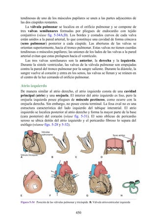 tendinosas de uno de los músculos papilares se unen a las partes adyacentes de
las dos cúspides restantes.
La válvula pulmonar se localiza en el orificio pulmonar y se compone de
tres valvas semilunares formadas por pliegues de endocardio con tejido
conjuntivo (véase fig. 5-34A,D). Los bordes y costados curvos de cada valva
están unidos a la pared arterial, lo que constituye una cavidad de forma cóncava
(seno pulmonar) posterior a cada cúspide. Las aberturas de las valvas se
orientan superiormente, hacia el tronco pulmonar. Estas valvas no tienen cuerdas
tendinosas o músculos papilares; las uniones de los lados de las valvas a la pared
arterial evitan que estas prolapsen hacia el ventrículo.
Las tres valvas semilunares son la anterior, la derecha y la izquierda.
Durante la sístole ventricular, las valvas de la válvula pulmonar son empujadas
contra la pared del tronco pulmonar por la sangre saliente. Durante la diástole, la
sangre vuelve al corazón y entra en los senos, las valvas se llenan y se reúnen en
el centro de la luz cerrando el orificio pulmonar.
Atrio izquierdo
De manera similar al atrio derecho, el atrio izquierdo consta de una cavidad
principal (atrio) y una orejuela. El interior del atrio izquierdo es liso, pero la
orejuela izquierda posee pliegues de músculo pectíneoo, como ocurre con la
orejuela derecha. Sin embargo, no posee cresta terminal. La fosa oval no es una
estructura característica del lado izquierdo del tabique interatrial. El atrio
izquierdo se localiza posterior al atrio derecho y forma la mayor parte de la base
(cara posterior) del corazón (véase fig. 5-31). El seno oblicuo de pericardio
seroso se ubica detrás del atrio izquierdo y el pericardio fibroso lo separa del
esófago (véanse figs. 5-28 y 5-32).
Figura 5-34 Posición de las válvulas pulmonar y tricúspide. B. Válvula atrioventricular izquierda
450
 