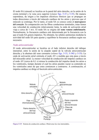 El nodo SA (sinusal) se localiza en la pared del atrio derecho, en la unión de la
cresta terminal y la vena cava superior (véanse figs. 5-33 y 5-35). De manera
espontánea, da origen a los impulsos eléctricos rítmicos que se propagan en
todas direcciones a través del músculo cardíaco de los atrios y provoca que el
músculo se contraiga. Por lo tanto, el nodo SA se conoce como el marcapasos
del corazón. En comparación con las fibras conductoras terminales, éstas tienen
una velocidad de conducción relativamente lenta; la onda de activación atrial
viaja a cerca de 1 m/s. El nodo SA se origina del seno venoso embrionario.
Normalmente, la frecuencia cardíaca está determinada por la frecuencia con la
que el nodo SA genera impulsos. No obstante, las señales autónomas modulan la
actividad del nodo SA para ajustar y equilibrar la frecuencia cardíaca según sea
necesario.
Nodo atrioventricular
El nodo atrioventricular se localiza en el lado inferior derecho del tabique
interatrial, entre la unión de la cúspide septal de la válvula atrioventricular
derecha y la abertura del seno coronario (véanse figs. 5-33, 5-34G y 5-35). La
onda de activación atrial estimula el nodo AV a medida que esta pasa a través
del miocardio atrial. La menor velocidad de conducción del impulso cardíaco en
el nodo AV (cerca de 0,1 s) retrasa la conducción del impulso desde los atrios a
los ventrículos, tiempo durante el cual los atrios pueden vaciar su contenido en
los ventrículos antes de que estos comiencen a contraerse. A continuación, el
impulso cardíaco se dirige al fascículo atrioventricular.
Figura 5-35 Sistema de conducción cardíaco. Obsérvense las vías internodales.
454
 