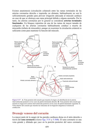 Existen anastomosis (circulación colateral) entre las ramas terminales de las
arterias coronarias derecha e izquierda; no obstante, habitualmente no son lo
suficientemente grandes para proveer irrigación adecuada al músculo cardíaco
en caso de que se obstruya una rama principal debido a alguna anomalía. Por lo
tanto, las arterias coronarias por lo general se consideran arterias terminales
funcionales. Un bloqueo repentino de una de las ramas de mayor tamaño de
cualquiera de las arterias coronarias habitualmente conduce a muerte de
miocardio (infarto de miocardio), aunque en ocasiones la circulación colateral es
suficiente como para mantener la función del músculo.
Figura 5-37 A. Vista posterior del corazón que muestra el origen y la distribución de la arteria
interventricular posterior en los casos de patrón dominante derecho. B. Vista posterior del corazón que
muestra el origen de la arteria interventricular posterior en los casos de patrón dominante izquierdo. C.
Vista anterior del corazón que muestra las relaciones de la irrigación sanguínea al sistema de
conducción.
Drenaje venoso del corazón
La mayor parte de la sangre de las paredes cardíacas drena en el atrio derecho a
través del seno coronario (véanse figs. 5-31 y 5-36B). El seno coronario es una
vena grande y dilatada que yace en la porción posterior del surco coronario.
459
 