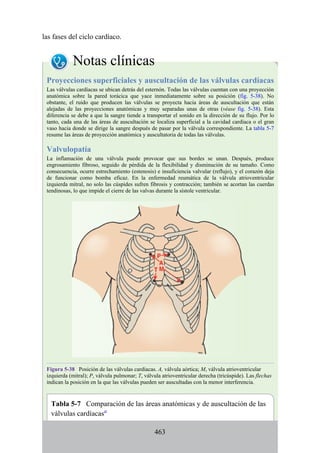 las fases del ciclo cardíaco.
Notas clínicas
Proyecciones superficiales y auscultación de las válvulas cardíacas
Las válvulas cardíacas se ubican detrás del esternón. Todas las válvulas cuentan con una proyección
anatómica sobre la pared torácica que yace inmediatamente sobre su posición (fig. 5-38). No
obstante, el ruido que producen las válvulas se proyecta hacia áreas de auscultación que están
alejadas de las proyecciones anatómicas y muy separadas unas de otras (véase fig. 5-38). Esta
diferencia se debe a que la sangre tiende a transportar el sonido en la dirección de su flujo. Por lo
tanto, cada una de las áreas de auscultación se localiza superficial a la cavidad cardíaca o el gran
vaso hacia donde se dirige la sangre después de pasar por la válvula correspondiente. La tabla 5-7
resume las áreas de proyección anatómica y auscultatoria de todas las válvulas.
Valvulopatía
La inflamación de una válvula puede provocar que sus bordes se unan. Después, produce
engrosamiento fibroso, seguido de pérdida de la flexibilidad y disminución de su tamaño. Como
consecuencia, ocurre estrechamiento (estenosis) e insuficiencia valvular (reflujo), y el corazón deja
de funcionar como bomba eficaz. En la enfermedad reumática de la válvula atrioventricular
izquierda mitral, no solo las cúspides sufren fibrosis y contracción; también se acortan las cuerdas
tendinosas, lo que impide el cierre de las valvas durante la sístole ventricular.
Figura 5-38 Posición de las válvulas cardíacas. A, válvula aórtica; M, válvula atrioventricular
izquierda (mitral); P, válvula pulmonar; T, válvula atrioventricular derecha (tricúspide). Las flechas
indican la posición en la que las válvulas pueden ser auscultadas con la menor interferencia.
Tabla 5-7 Comparación de las áreas anatómicas y de auscultación de las
válvulas cardíacasa
463
 