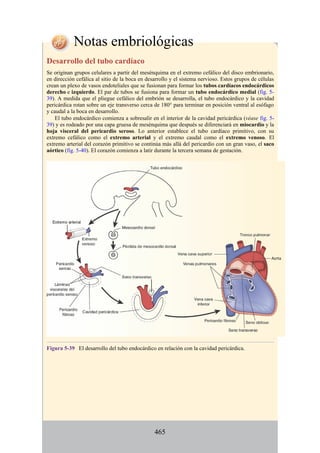 Notas embriológicas
Desarrollo del tubo cardíaco
Se originan grupos celulares a partir del mesénquima en el extremo cefálico del disco embrionario,
en dirección cefálica al sitio de la boca en desarrollo y el sistema nervioso. Estos grupos de células
crean un plexo de vasos endoteliales que se fusionan para formar los tubos cardíacos endocárdicos
derecho e izquierdo. El par de tubos se fusiona para formar un tubo endocárdico medial (fig. 5-
39). A medida que el pliegue cefálico del embrión se desarrolla, el tubo endocárdico y la cavidad
pericárdica rotan sobre un eje transverso cerca de 180° para terminar en posición ventral al esófago
y caudal a la boca en desarrollo.
El tubo endocárdico comienza a sobresalir en el interior de la cavidad pericárdica (véase fig. 5-
39) y es rodeado por una capa gruesa de mesénquima que después se diferenciará en miocardio y la
hoja visceral del pericardio seroso. Lo anterior establece el tubo cardíaco primitivo, con su
extremo cefálico como el extremo arterial y el extremo caudal como el extremo venoso. El
extremo arterial del corazón primitivo se continúa más allá del pericardio con un gran vaso, el saco
aórtico (fig. 5-40). El corazón comienza a latir durante la tercera semana de gestación.
Figura 5-39 El desarrollo del tubo endocárdico en relación con la cavidad pericárdica.
465
 