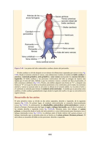 Figura 5-40 Las partes del tubo endocárdico cardíaco dentro del pericardio.
El tubo cardíaco se divide después en un número de dilataciones separadas por surcos (véase fig.
5-40). Desde el extremo arterial al venoso, estas dilataciones reciben el nombre de bulbo cardíaco o
arterioso, ventrículo primitivo, atrio primitivo y seno venoso (incluyendo los cuernos derecho e
izquierdo). El bulbo cardíaco y las porciones ventriculares del tubo se elongan de manera más
rápida que el resto del tubo. Debido a que los extremos venoso y arterial son fijos al pericardio, el
tubo comienza a doblarse (fig. 5-41). Pronto, este doblez adquiere una forma en “U”, y después una
forma en “S” en la que los atrios se localizan posteriores a los ventrículos; por lo tanto, los extremos
arterial y venoso se acercan entre sí, tal como se ubican en el corazón adulto. La vía entre el atrio y
el ventrículo se estrecha para formar el conducto atrioventricular. A medida que se presentan estos
cambios, el tubo cardíaco gradualmente migra desde la región del cuello a lo que se convertirá en la
región torácica.
Desarrollo de los atrios
El atrio primitivo único se divide en dos atrios separados, derecho e izquierdo, de la siguiente
manera (fig. 5-42). En primer lugar, el conducto atrioventricular se ensancha transversalmente
(véase fig. 5-42A). A continuación, las almohadillas endocárdicas (atrioventriculares) ventral y
dorsal se forman y fusionan para dar lugar al septo o tabique intermedio, que divide el conducto en
las mitades derecha e izquierda (véase fig. 5-42A,B). Mientras tanto, otro tabique, el septum
primum, se desarrolla desde el techo del atrio primitivo y crece inferiormente para fusionarse con el
tabique intermedio (véase fig. 5-42A). La abertura entre el borde inferior del septum primum y el
tabique intermedio que se presenta antes de su fusión es el ostium primum (foramen primum). El
atrio ahora se encuentra dividido en dos porciones: derecha e izquierda.
466
 