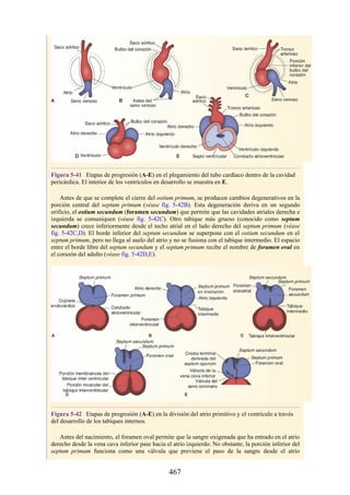 Figura 5-41 Etapas de progresión (A-E) en el plegamiento del tubo cardíaco dentro de la cavidad
pericárdica. El interior de los ventrículos en desarrollo se muestra en E.
Antes de que se complete el cierre del ostium primum, se producen cambios degenerativos en la
porción central del septum primum (véase fig. 5-42B). Esta degeneración deriva en un segundo
orificio, el ostium secundum (foramen secundum) que permite que las cavidades atriales derecha e
izquierda se comuniquen (véase fig. 5-42C). Otro tabique más grueso (conocido como septum
secundum) crece inferiormente desde el techo atrial en el lado derecho del septum primum (véase
fig. 5-42C,D). El borde inferior del septum secundum se superpone con el ostium secundum en el
septum primum, pero no llega al suelo del atrio y no se fusiona con el tabique intermedio. El espacio
entre el borde libre del septum secundum y el septum primum recibe el nombre de foramen oval en
el corazón del adulto (véase fig. 5-42D,E).
Figura 5-42 Etapas de progresión (A-E) en la división del atrio primitivo y el ventrículo a través
del desarrollo de los tabiques internos.
Antes del nacimiento, el foramen oval permite que la sangre oxigenada que ha entrado en el atrio
derecho desde la vena cava inferior pase hacia el atrio izquierdo. No obstante, la porción inferior del
septum primum funciona como una válvula que previene el paso de la sangre desde el atrio
467
 