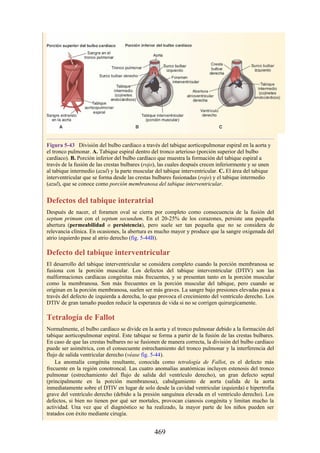 Figura 5-43 División del bulbo cardíaco a través del tabique aorticopulmonar espiral en la aorta y
el tronco pulmonar. A. Tabique espiral dentro del tronco arterioso (porción superior del bulbo
cardíaco). B. Porción inferior del bulbo cardíaco que muestra la formación del tabique espiral a
través de la fusión de las crestas bulbares (rojo), las cuales después crecen inferiormente y se unen
al tabique intermedio (azul) y la parte muscular del tabique interventricular. C. El área del tabique
interventricular que se forma desde las crestas bulbares fusionadas (rojo) y el tabique intermedio
(azul), que se conoce como porción membranosa del tabique interventricular.
Defectos del tabique interatrial
Después de nacer, el foramen oval se cierra por completo como consecuencia de la fusión del
septum primum con el septum secundum. En el 20-25% de los corazones, persiste una pequeña
abertura (permeabilidad o persistencia), pero suele ser tan pequeña que no se considera de
relevancia clínica. En ocasiones, la abertura es mucho mayor y produce que la sangre oxigenada del
atrio izquierdo pase al atrio derecho (fig. 5-44B).
Defecto del tabique interventricular
El desarrollo del tabique interventricular se considera completo cuando la porción membranosa se
fusiona con la porción muscular. Los defectos del tabique interventricular (DTIV) son las
malformaciones cardíacas congénitas más frecuentes, y se presentan tanto en la porción muscular
como la membranosa. Son más frecuentes en la porción muscular del tabique, pero cuando se
originan en la porción membranosa, suelen ser más graves. La sangre bajo presiones elevadas pasa a
través del defecto de izquierda a derecha, lo que provoca el crecimiento del ventrículo derecho. Los
DTIV de gran tamaño pueden reducir la esperanza de vida si no se corrigen quirurgicamente.
Tetralogía de Fallot
Normalmente, el bulbo cardíaco se divide en la aorta y el tronco pulmonar debido a la formación del
tabique aorticopulmonar espiral. Este tabique se forma a partir de la fusión de las crestas bulbares.
En caso de que las crestas bulbares no se fusionen de manera correcta, la división del bulbo cardíaco
puede ser asimétrica, con el consecuente estrechamiento del tronco pulmonar y la interferencia del
flujo de salida ventricular derecho (véase fig. 5-44).
La anomalía congénita resultante, conocida como tetralogía de Fallot, es el defecto más
frecuente en la región conotroncal. Las cuatro anomalías anatómicas incluyen estenosis del tronco
pulmonar (estrechamiento del flujo de salida del ventrículo derecho), un gran defecto septal
(principalmente en la porción membranosa), cabalgamiento de aorta (salida de la aorta
inmediatamente sobre el DTIV en lugar de solo desde la cavidad ventricular izquierda) e hipertrofia
grave del ventrículo derecho (debido a la presión sanguínea elevada en el ventrículo derecho). Los
defectos, si bien no tienen por qué ser mortales, provocan cianosis congénita y limitan mucho la
actividad. Una vez que el diagnóstico se ha realizado, la mayor parte de los niños pueden ser
tratados con éxito mediante cirugía.
469
 