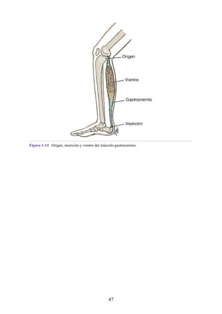 Figura 1-14 Origen, inserción y vientre del músculo gastrocnemio.
47
 