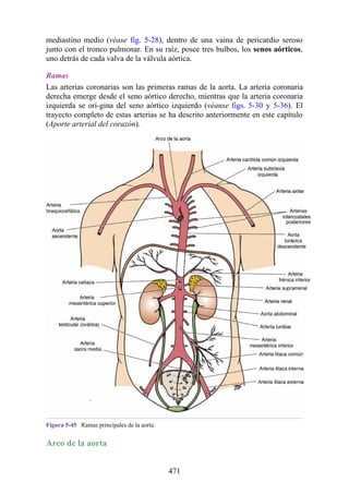 mediastino medio (véase fig. 5-28), dentro de una vaina de pericardio seroso
junto con el tronco pulmonar. En su raíz, posee tres bulbos, los senos aórticos,
uno detrás de cada valva de la válvula aórtica.
Ramas
Las arterias coronarias son las primeras ramas de la aorta. La arteria coronaria
derecha emerge desde el seno aórtico derecho, mientras que la arteria coronaria
izquierda se ori-gina del seno aórtico izquierdo (véanse figs. 5-30 y 5-36). El
trayecto completo de estas arterias se ha descrito anteriormente en este capítulo
(Aporte arterial del corazón).
Figura 5-45 Ramas principales de la aorta.
Arco de la aorta
471
 