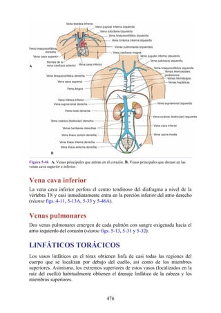 Figura 5-46 A. Venas principales que entran en el corazón. B. Venas principales que drenan en las
venas cava superior e inferior.
Vena cava inferior
La vena cava inferior perfora el centro tendinoso del diafragma a nivel de la
vértebra T8 y casi inmediatamente entra en la porción inferior del atrio derecho
(véanse figs. 4-11, 5-13A, 5-33 y 5-46A).
Venas pulmonares
Dos venas pulmonares emergen de cada pulmón con sangre oxigenada hacia el
atrio izquierdo del corazón (véanse figs. 5-13, 5-31 y 5-32).
LINFÁTICOS TORÁCICOS
Los vasos linfáticos en el tórax obtienen linfa de casi todas las regiones del
cuerpo que se localizan por debajo del cuello, así como de los miembros
superiores. Asimismo, los extremos superiores de estos vasos (localizados en la
raíz del cuello) habitualmente obtienen el drenaje linfático de la cabeza y los
miembros superiores.
476
 