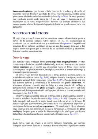 broncomediastínicos, que drenan el lado derecho de la cabeza y el cuello, el
miembro superior derecho y este lado del tórax, respectivamente, pueden unirse
para formar el conducto linfático derecho (véase fig. 1-29A). De estar presente,
este conducto común mide cerca de 1,3 cm de largo y desemboca en el
nacimiento de la vena braquiocefálica derecha. De manera alternativa, los
troncos pueden abrirse de forma independiente hacia las grandes venas en la raíz
del cuello.
NERVIOS TORÁCICOS
El vago y los nervios frénicos son los nervios de mayor relevancia que pasan a
través de la cavidad torácica. Otros nervios (p. ej., los intercostales) se
relacionan con las paredes torácicas y se revisan en el capítulo 4. Las porciones
torácicas de las cadenas simpáticas se asocian con las paredes torácicas y dan
lugar a ramos que pasan por el interior de las cavidades torácica y abdominal.
Estos se estudian a continuación.
Nervio vago
Los nervios vagos conducen fibras parasimpáticas preganglionares (y otros
componentes) hacia las cavidades abdominal y torácica. Ambos nervios emiten
ramos cardíacos en el cuello que descienden hacia el tórax. Estos ramos
contribuyen a los plexos pulmonar, esofágico y cardíaco, e inervan el esófago y
el corazón, respectivamente.
El nervio vago derecho desciende en el tórax, primero posterolateral a la
arteria braquiocefálica (véase fig. 5-6A), después lateral a la tráquea y medial a
la porción terminal de la vena ácigos (véase fig. 5-13A). Pasa posterior a la raíz
del pulmón derecho y contribuye a la formación del plexo pulmonar. Al
abandonar el plexo, el nervio vago se dirige a la cara posterior del esófago y
participa en la formación del plexo esofágico. Después, pasa a través del hiato
esofágico del diafragma detrás del esófago para alcanzar a la cara posterior del
estómago (véase fig. 4-11).
El nervio vago desciende hacia en el tórax entre la arteria carótida común y
la arteria subclavia izquierda (véanse figs. 5-6A y 5-13B). Después, cruza el
lado izquierdo del arco de la aorta, donde pasa inferior al nervio frénico. El
nervio vago gira posteriormente, por detrás de la raíz del pulmón izquierdo, y
participa en la formación del plexo pulmonar. Al abandonar el plexo, el nervio
vago se dirige a la cara anterior del esófago y participa en la formación del plexo
esofágico. Después pasa a través del hiato esofágico del diafragma por delante
del esófago, hasta alcanzar la cara anterior del estómago (véase fig. 4-11).
Ramos
Cada nervio vago da origen a un nervio laríngeo recurrente. Los nervios
laríngeos recurrentes derecho e izquierdo tienen relaciones significativamente
478
 