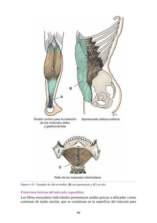 Figura 1-15 Ejemplos de (A) un tendón, (B) una aponeurosis y (C) un rafe.
Estructura interna del músculo esquelético
Las fibras musculares individuales permanecen unidas gracias a delicadas vainas
continuas de tejido areolar, que se condensan en la superficie del músculo para
48
 