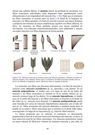 formar una cubierta fibrosa, el epimisio (fascia de profunda de envoltura). Las
fibras musculares individuales están dispuestas tanto paralelamente como
oblicualmente al eje longitudinal del músculo (fig. 1-16). Dado que al contraerse
las fibras musculares se acortan entre un tercio y la mitad de su longitud, los
músculos con fibras paralelas a la línea de tracción recorren una mayor distancia
y producen movimientos de mayor amplitud que aquellos con fibras oblicuas. Es
decir, los músculos de fibras paralelas poseen una mayor amplitud de
movimiento. Los músculos esternocleidomastoideo, recto abdominal y sartorio
son todos músculos con fibras dispuestas de forma paralela.
Figura 1-16 Distintas formas de la estructura interna del músculo esquelético. También se muestra un
músculo relajado y uno contraído. Nótese cómo, al contraerse, las fibras musculares pierden entre un
tercio y la mitad de su longitud en reposo. Obsérvese cómo se expande el músculo.
Los músculos con fibras que discurren oblicuamente a la línea de tracción se
conocen como músculos penniformes (p. ej., parecidos a una pluma). En un
músculo unipenniforme, el tendón yace a lo largo de uno de los lados del
músculo y las fibras musculares se insertan en él en sentido oblicuo (p. ej.,
músculo extensor largo de los dedos). En un músculo bipenniforme, el tendón
yace en el centro del músculo y las fibras musculares se insertan en él desde los
dos lados (p. ej., músculo recto femoral). Un músculo multipenniforme puede
estar formado por series de músculos bipenniformes dispuestos uno al lado del
otro (p. ej., fibras acromiales del músculo deltoides); o también puede tener el
tendón en su centro y fibras musculares que se insertan en él desde todos lados,
convergiendo a lo largo de su trayectoria (p. ej., músculo tibial anterior).
La fuerza producida por un músculo al contraerse es directamente
proporcional al área de la sección transversal fisiológica del músculo, es decir, al
área transversa total de las fibras musculares. Los músculos penniformes tienen
un mayor número de fibras por volumen de sustancia muscular y, por ende, un
49
 